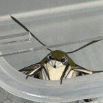 大元 - 火曜日に羽化した9月最初のオオスカシバ、メス。散々その不思議な複眼を覗かせてもらった後、逃げられた^_^、