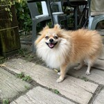 モクモク - ポメラニアン