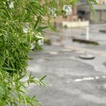 らー麺　Do・Ni・Bo - 笹竹越しにVW