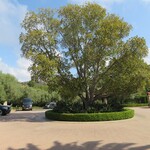 PELICAN GRILL＆BAR - 