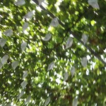 勝沼グレープガーデン - 