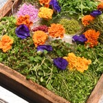 アルギュロス - 