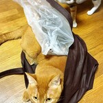 パティスリー アサカ - 可愛いタヌキの食べログ大先輩の飼い猫、クリーム色のどらえにゃんみたいな画像撮りたかったが、中身より袋に興味を持ってしまったピャッコ本体（後方はプリンセステンコー）