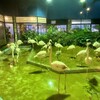 メヒコ 守谷フラミンゴ館