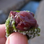 御菓子司 塩芳軒 - 深く濃い味わい