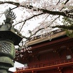 Kintoki - 富士宮浅間大社の桜(1)