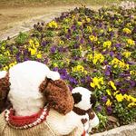 Matasaburo - パンジーがいっぱい～
      風がきつくてお花が全部、あっち向いちゃってる。