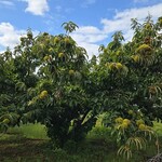 キッチン ブルー グローブ - この栗木、デカイ栗が！？