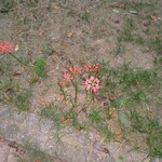 パーク ラホーリー レストラン - 荒子川公園の彼岸花が咲き始めました