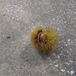 百姓屋敷 じろえむ - 道に栗が落ちていて、秋を感じました