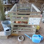 百姓屋敷 じろえむ - あちこちから鶏の鳴き声が聞こえます。そして犬がいます