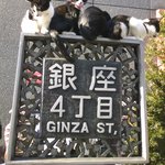 トラットリア・ヒロ 銀座  - 銀座猫