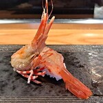 Sushi Kashiba - Sweet Shrimp：ボタンエビ