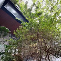 TRUNK(KITCHEN) - 