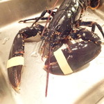 ワインレストラン ドミナス - 仏ブルターニュ産活きオマール