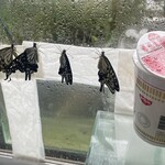 焼きもの家 慶 - 秋のアゲハ生活が佳境に入りつつあり、お昼を食べに出る余裕もない^_^