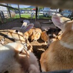 富良野ジンギスカン ひつじの丘 - 