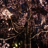 ガーデンレストラン徳川園 - 