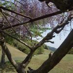 平尾カントリークラブ - 桜の次は藤