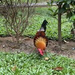 Tian Tian Hainanese Chicken Rice - 