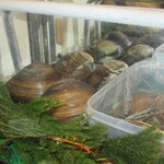 ていね鯉寿し - 