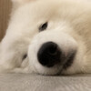 Samoyed Lounge moffu