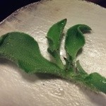 花れんこん - プッチーニがツマに！！