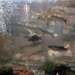 郷土料理ともん - 岩魚に山女魚、鮎に鮒もいるのかな