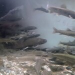 郷土料理ともん - これは見てってと店外水槽のどでか岩魚。５０センチくらいだそうで、数年に一度しかお目にかかれないような代物だとか