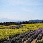 Wataribune - 花さじきの菜の花と紫花菜
