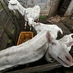 中沢工房 ヤギさんの家 - 