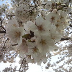 バー クラスター - お花見オフ会に参加できなかった代わりにカクテルで花見をｗｗ