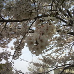 バー クラスター - お花見オフ会の後に実施された2次会だが、俺は花見れてない･･･。