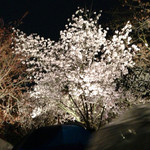 Yukinoshita - 食後のお散歩は､二条城のライトアップ桜