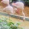 メヒコ 守谷フラミンゴ館