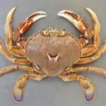 なこそ処 ちょんまげ - ひらがに