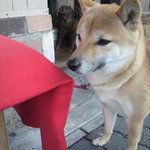 Kammi Doko Ro Shiba Fuku - 看板犬です