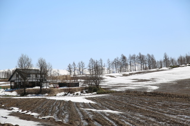 こんぺい草 - 美瑛町その他（その他）の写真