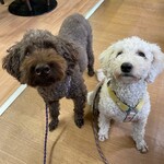 kyoudou dainingu Karuizawa Ten - 