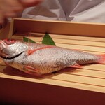 のどぐろ専門 銀座中俣 極 - 