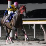 成田漬物本舗 - 大好きなシンコーマーチャンに会いたい一心で激混みの日本テレビ盃に来れました