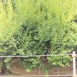 Restaurant Caravansarai - 