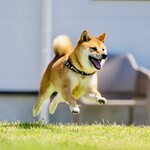 with dog coffee - ドッグラン