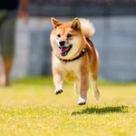 with dog coffee - ドッグラン