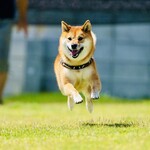 with dog coffee - ドッグラン