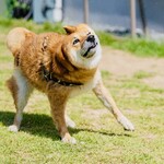 with dog coffee - ドッグラン