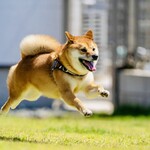 with dog coffee - ドッグラン