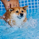 with dog coffee - プール