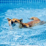 with dog coffee - プール