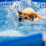 with dog coffee - プール